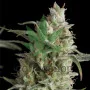 Super OG Kush Feminised